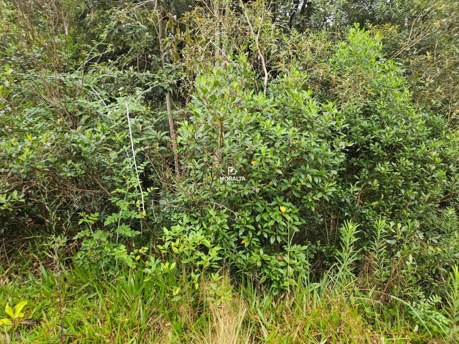 Terreno na Borda Do Campo- São José dos Pinhais -PR