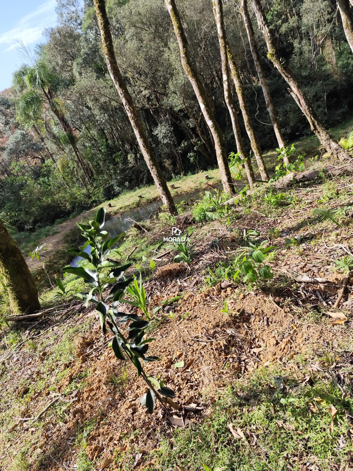 ÁREA MEDINDO 4.621.00 MTS² EM AREIA BRANCA DE ASSIS -MANDIRITUBA